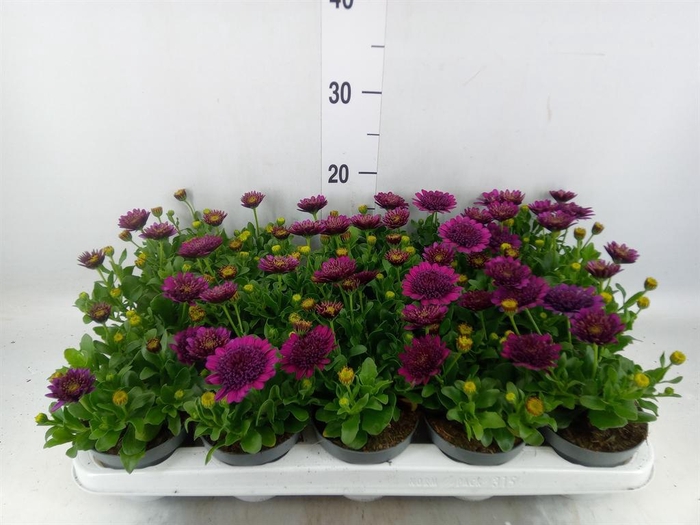 <h4>Osteospermum  'FlowPow Dbl Purple'</h4>