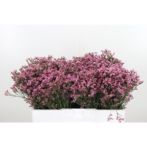 Lim Sin Tiffany Diam