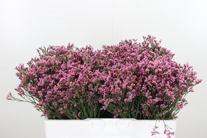 <h4>Lim Sin Tiffany Diam</h4>