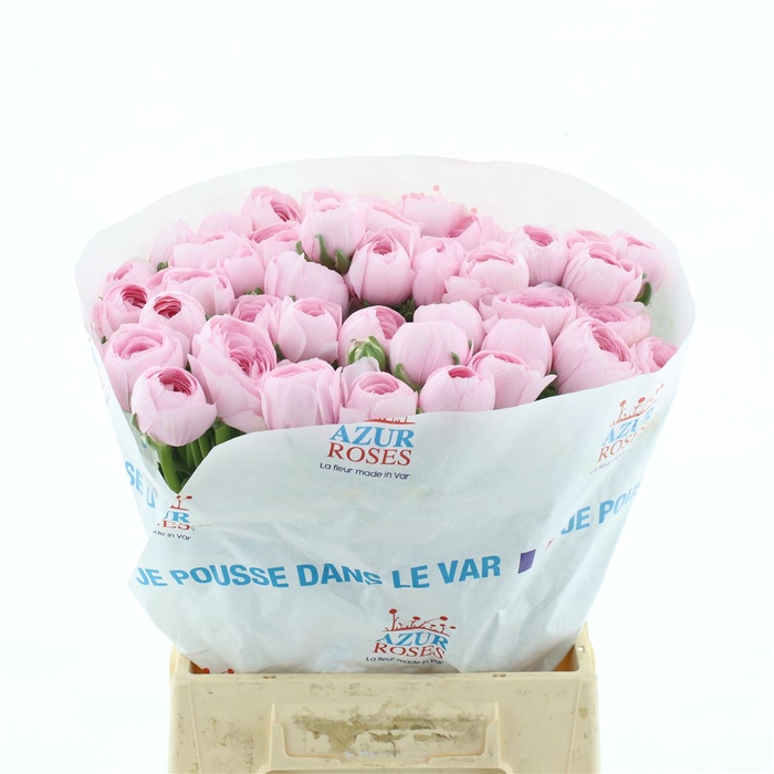 <h4>Ran Su Hanoi Pink Extra (fr)</h4>