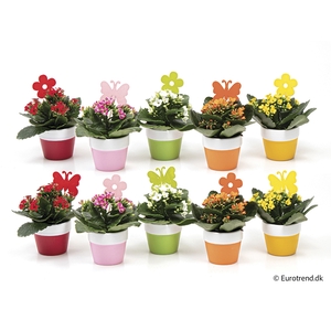 KALANCHOE BLOSSF p6 E 2912