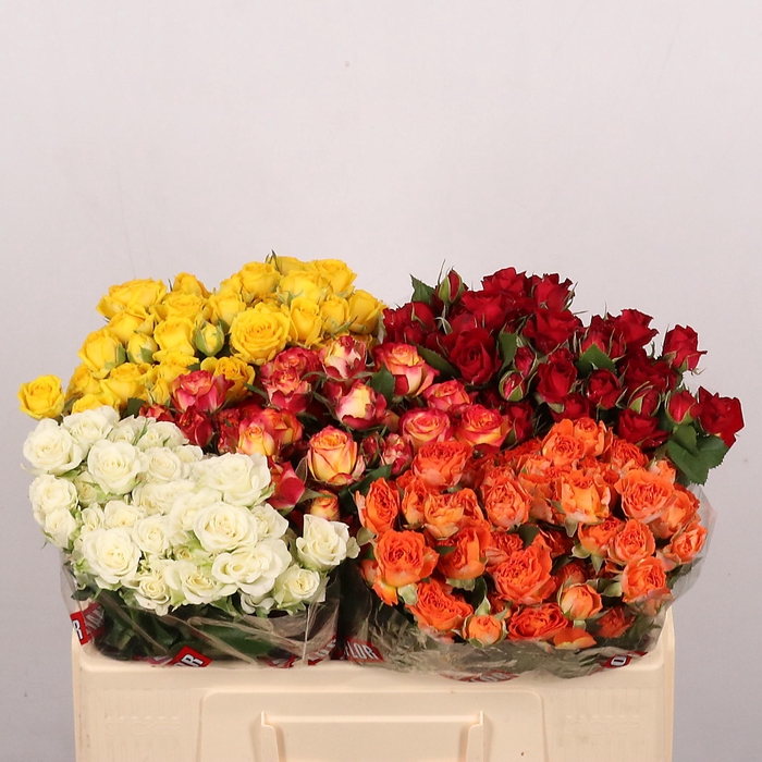 <h4>R TR GEMENGD IN FUST</h4>