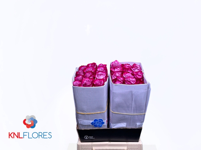 <h4>R GR DEEP PURPLE</h4>