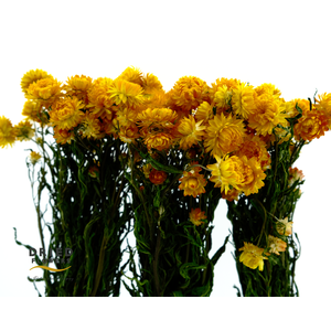 Dried Helichrysum Yellow