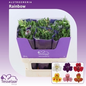 Alstroemeria Rainbow Mix | Heavy Quality