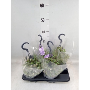 Ceropegia linearis 'Luuk'