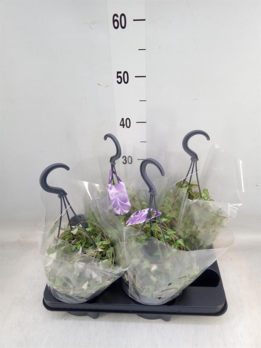 <h4>Ceropegia linearis 'Luuk'</h4>