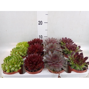 Sempervivum   ...