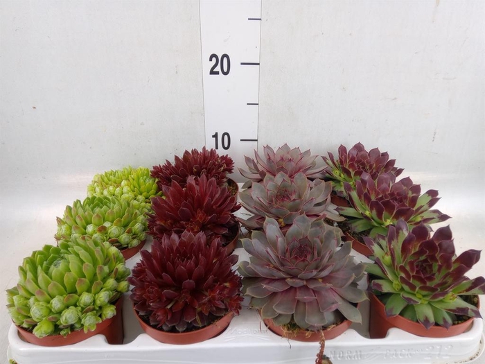 <h4>Sempervivum   ...</h4>