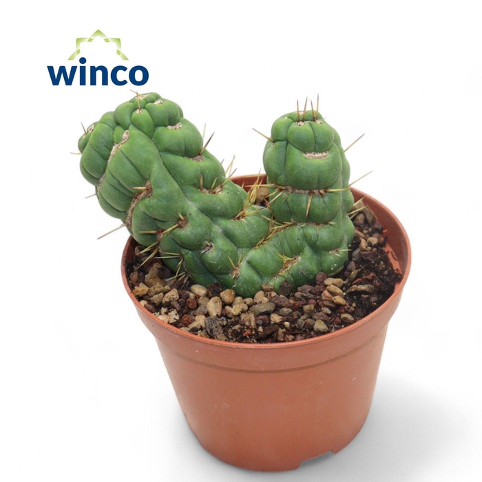 <h4>Eulychnia Castanea Spiralis Cristata</h4>