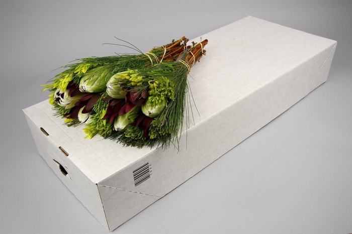 <h4>BQ Protea White Pride Carousel</h4>