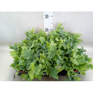Phlebodium aureum 'Davana'