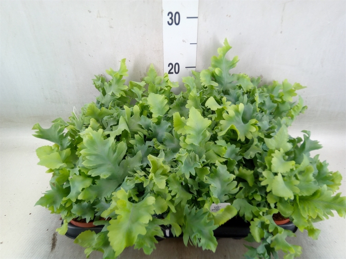 <h4>Phlebodium aureum 'Davana'</h4>