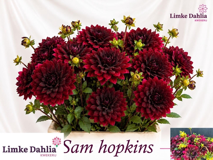 <h4>DAHLIA</h4>
