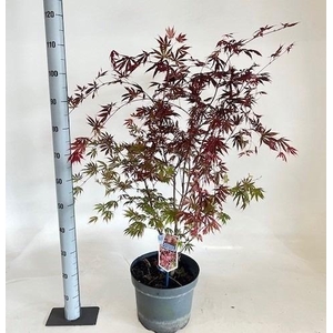 ACER PA TROMPENBURG