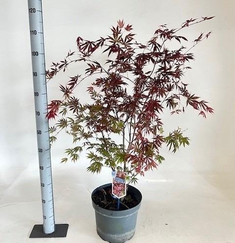 <h4>ACER PA TROMPENBURG</h4>