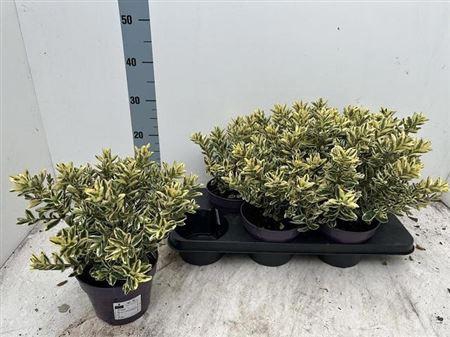 <h4>Hebe And Variegata</h4>