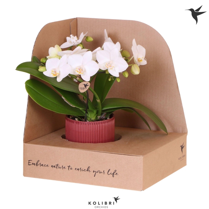 <h4>Kolibri Orchids Phalaenopsis Halo white in Flare pot red in showbox</h4>