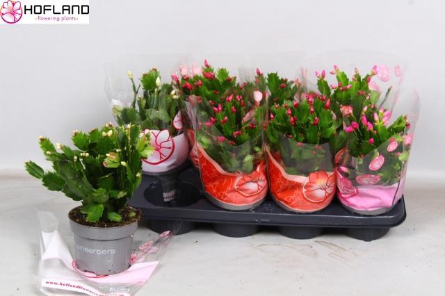 <h4>SCHLUMB GEM 3 KL</h4>