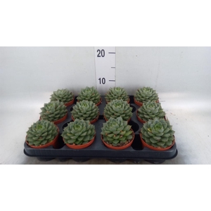 Echeveria   ...
