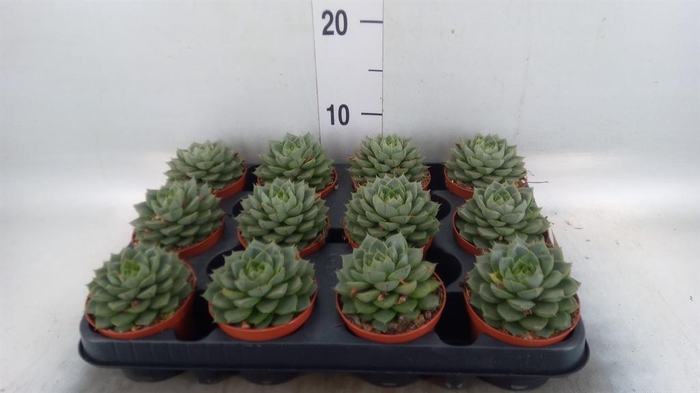 <h4>Echeveria   ...</h4>