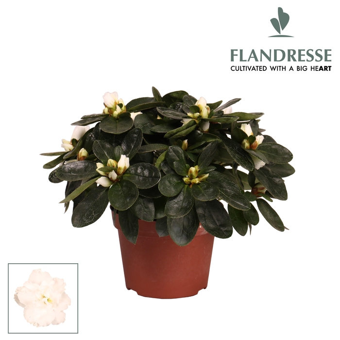 <h4>Azalea Flandresse® 'wit' 17+ cm</h4>