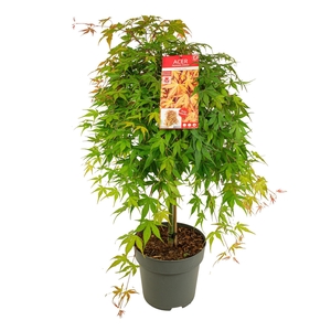 Acer palm. 'Cascade Ruby'