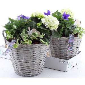 ARR TUINPLANTEN