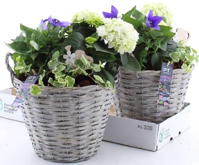 <h4>ARR TUINPLANTEN</h4>
