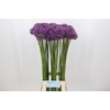Allium Gladiator