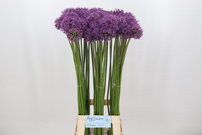 <h4>Allium Gladiator</h4>