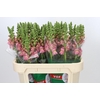 Antirrhinum Opus Pink