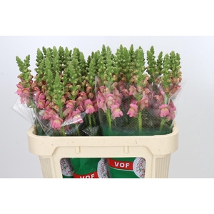Antirrhinum Opus Pink