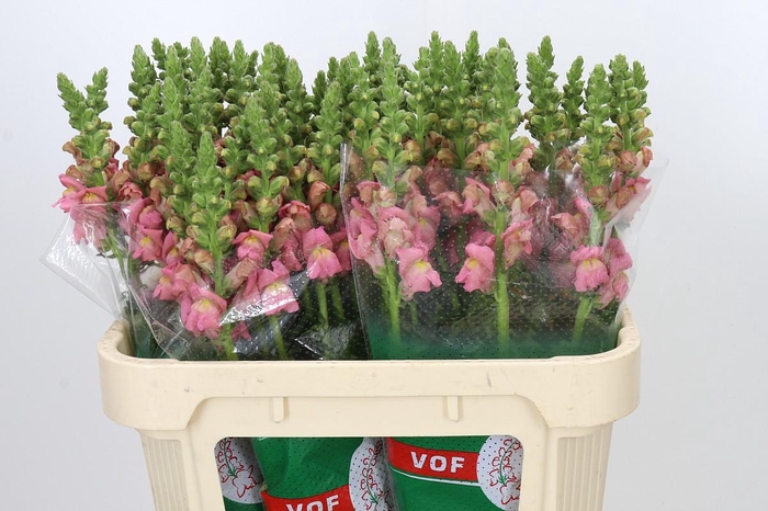 <h4>Antirrhinum Opus Pink</h4>