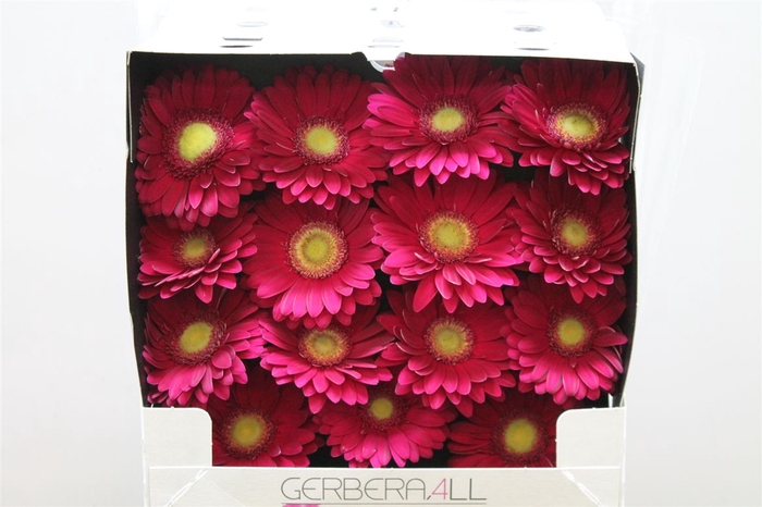 <h4>Gerb D Ambassador</h4>