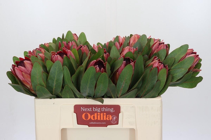 <h4>Protea Silvia</h4>