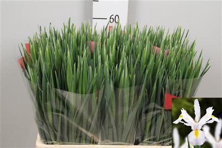 <h4>Iris White Magic</h4>