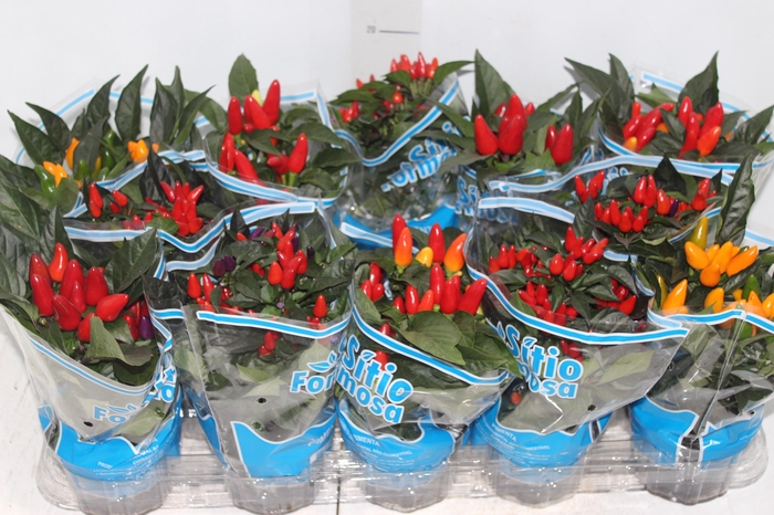 <h4>PIMENTA P11</h4>