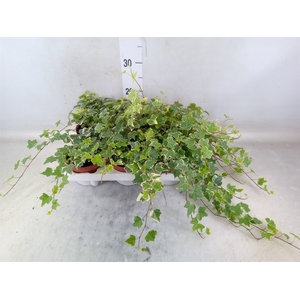 Hedera helix 'Eva'