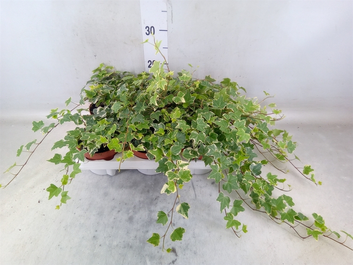 <h4>Hedera helix 'Eva'</h4>