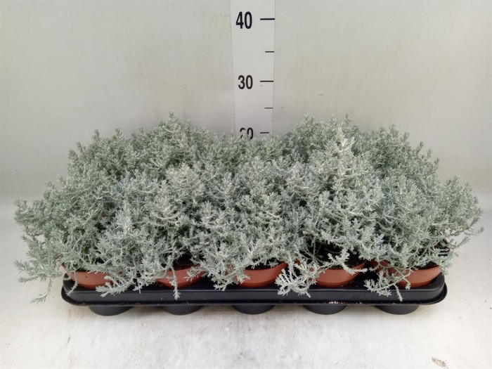 <h4>Leucophyta brownii</h4>