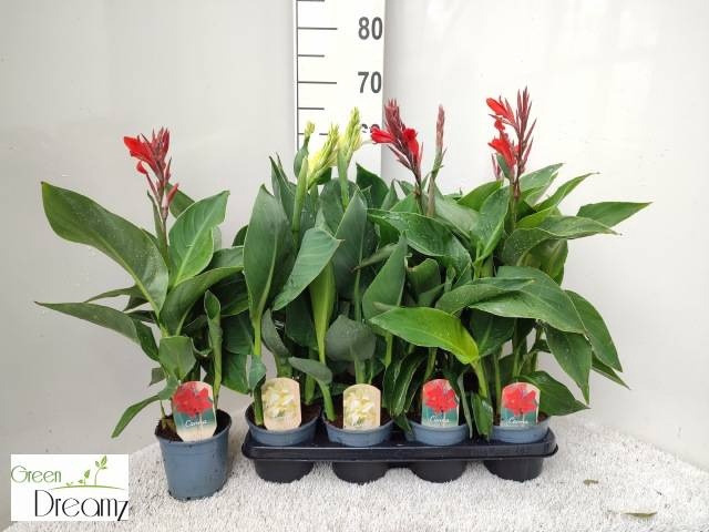 <h4>CANNA CANNOVA GEM</h4>