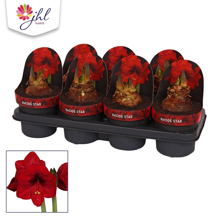 <h4>Hippeastrum GA 'Rhode Star'</h4>