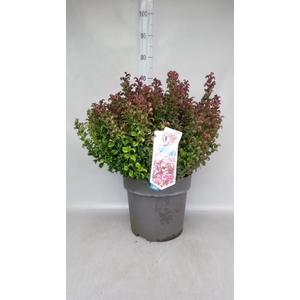 Leucothoe axillaris 'Curly Red'