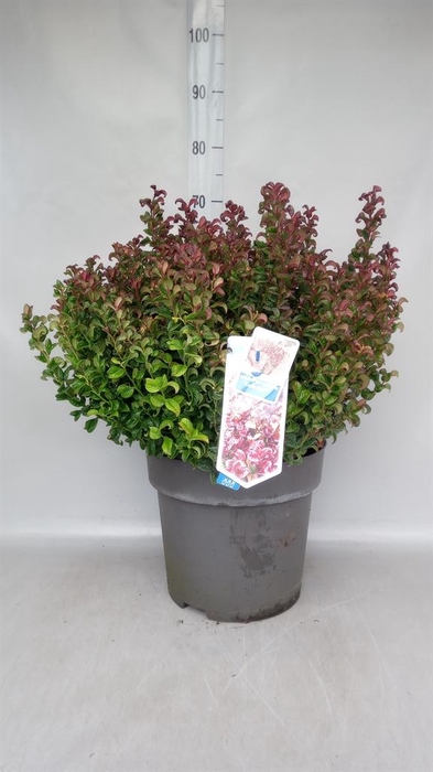 <h4>Leucothoe axillaris 'Curly Red'</h4>