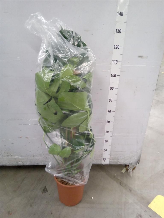 <h4>Monstera delic.</h4>