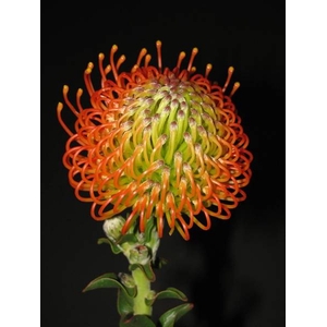 Leucospermum Neena Orange