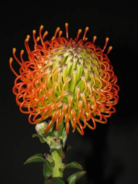 <h4>Leucospermum Neena Orange</h4>