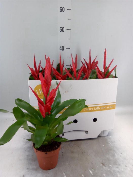 <h4>Vriesea 'Twinkle'</h4>