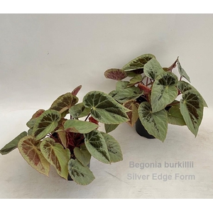 Begonia burkillii Silver Edge Form 14cm [iridescent]